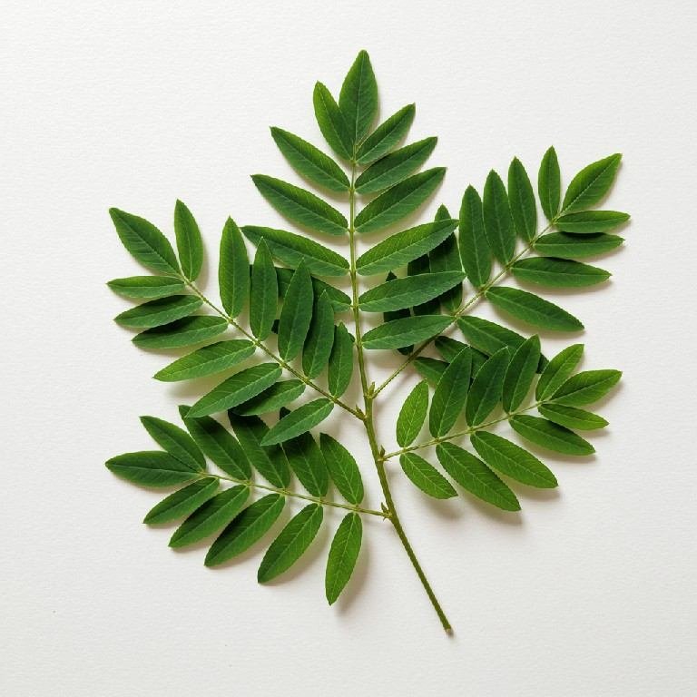 sen (hojas molidas) sen (hojas molidas)